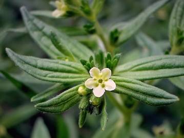 Fotografia da espécie Lithospermum officinale