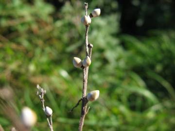 Fotografia da espécie Lithospermum officinale