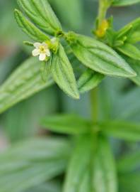 Fotografia da espécie Lithospermum officinale