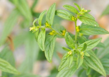 Fotografia da espécie Lithospermum officinale