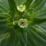 Fotografia 7 da espécie Lithospermum officinale do Jardim Botânico UTAD