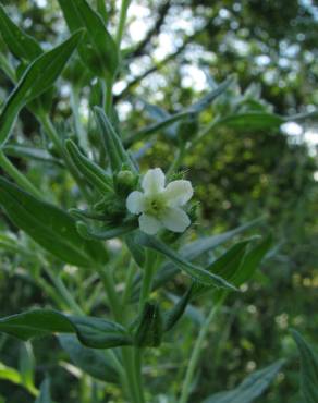 Fotografia 8 da espécie Lithospermum officinale no Jardim Botânico UTAD