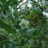 Fotografia 8 da espécie Lithospermum officinale do Jardim Botânico UTAD