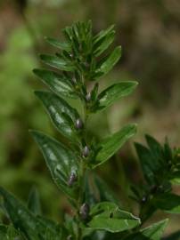 Fotografia da espécie Lithospermum officinale