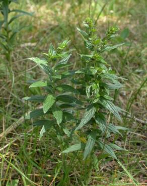 Fotografia 10 da espécie Lithospermum officinale no Jardim Botânico UTAD