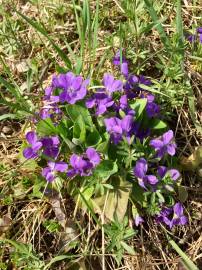 Fotografia da espécie Viola hirta