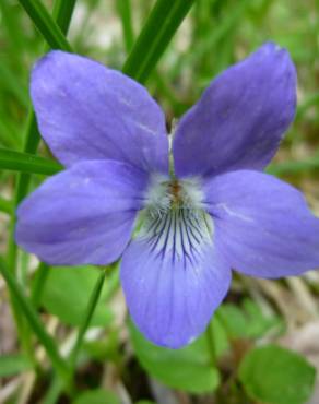 Fotografia 1 da espécie Viola hirta no Jardim Botânico UTAD