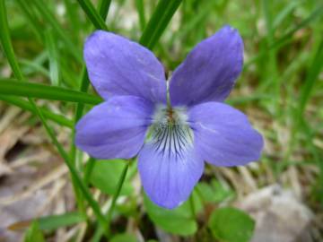 Fotografia da espécie Viola hirta