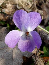 Fotografia da espécie Viola hirta