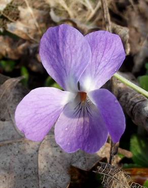 Fotografia 3 da espécie Viola hirta no Jardim Botânico UTAD