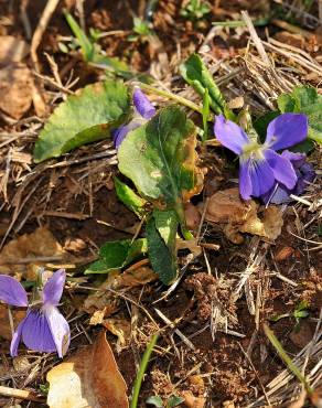 Fotografia 5 da espécie Viola hirta no Jardim Botânico UTAD
