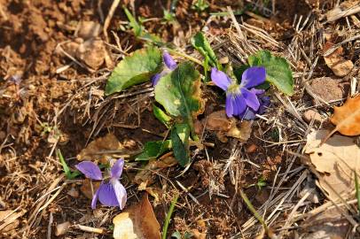 Fotografia da espécie Viola hirta