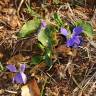 Fotografia 5 da espécie Viola hirta do Jardim Botânico UTAD