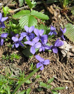 Fotografia 6 da espécie Viola hirta no Jardim Botânico UTAD