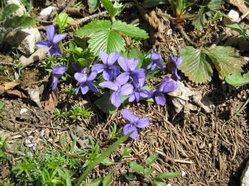 Fotografia da espécie Viola hirta