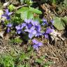 Fotografia 6 da espécie Viola hirta do Jardim Botânico UTAD