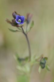 Fotografia da espécie Veronica triphyllos