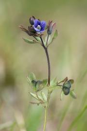 Fotografia da espécie Veronica triphyllos