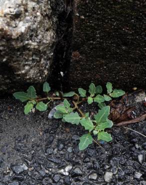 Fotografia 6 da espécie Chenopodium glaucum no Jardim Botânico UTAD