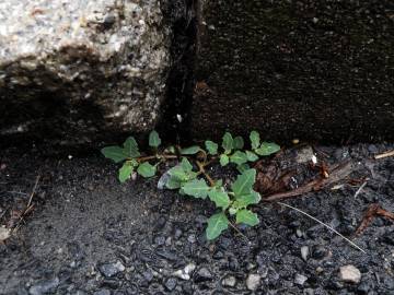 Fotografia da espécie Chenopodium glaucum