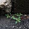 Fotografia 6 da espécie Chenopodium glaucum do Jardim Botânico UTAD
