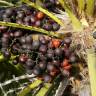 Fotografia 5 da espécie Chamaerops humilis do Jardim Botânico UTAD