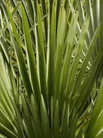 Fotografia da espécie Chamaerops humilis