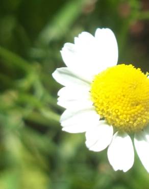 Fotografia 6 da espécie Chamaemelum nobile no Jardim Botânico UTAD