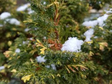 Fotografia da espécie Chamaecyparis obtusa