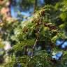 Fotografia 7 da espécie Chamaecyparis obtusa do Jardim Botânico UTAD