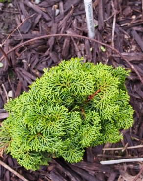 Fotografia 9 da espécie Chamaecyparis obtusa no Jardim Botânico UTAD