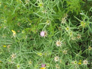 Fotografia da espécie Centaurea calcitrapa