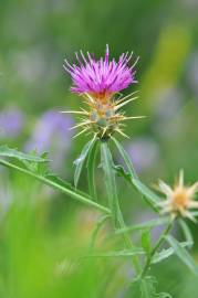 Fotografia da espécie Centaurea calcitrapa