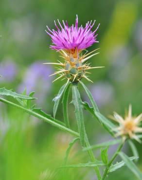 Fotografia 11 da espécie Centaurea calcitrapa no Jardim Botânico UTAD