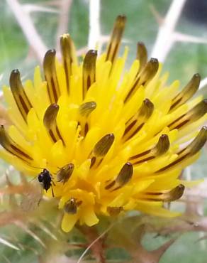 Fotografia 6 da espécie Centaurea benedicta no Jardim Botânico UTAD