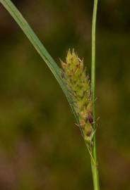 Fotografia da espécie Carex hirta