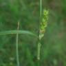 Fotografia 3 da espécie Carex hirta do Jardim Botânico UTAD