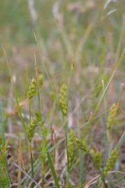 Fotografia da espécie Carex hirta