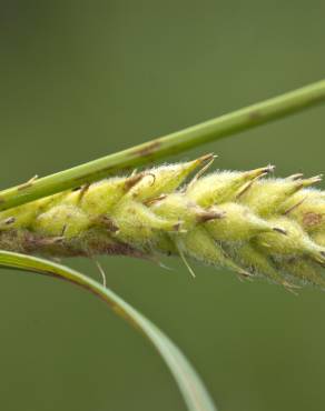 Fotografia 6 da espécie Carex hirta no Jardim Botânico UTAD