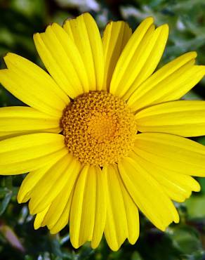 Fotografia 10 da espécie Glebionis coronaria no Jardim Botânico UTAD
