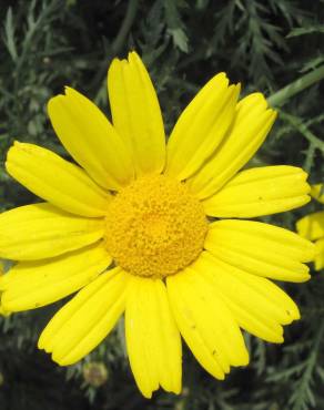 Fotografia 12 da espécie Glebionis coronaria no Jardim Botânico UTAD