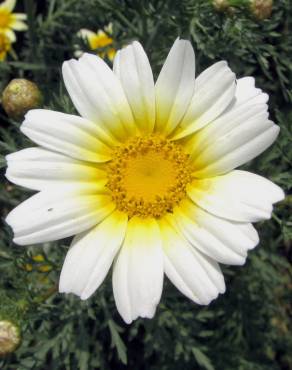 Fotografia 13 da espécie Glebionis coronaria no Jardim Botânico UTAD