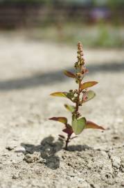 Fotografia da espécie Chenopodium polyspermum