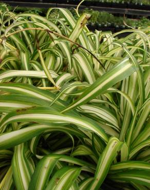 Fotografia 7 da espécie Chlorophytum comosum no Jardim Botânico UTAD