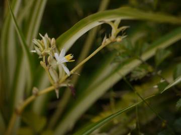 Fotografia da espécie Chlorophytum comosum