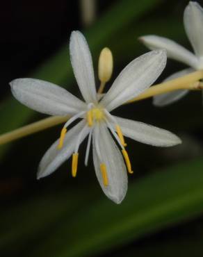 Fotografia 9 da espécie Chlorophytum comosum no Jardim Botânico UTAD