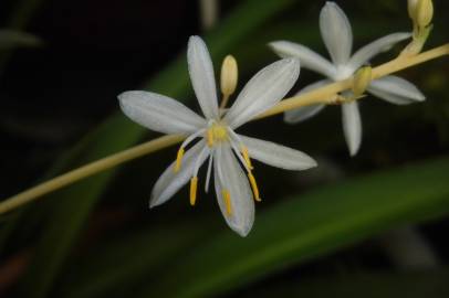 Fotografia da espécie Chlorophytum comosum