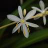 Fotografia 9 da espécie Chlorophytum comosum do Jardim Botânico UTAD