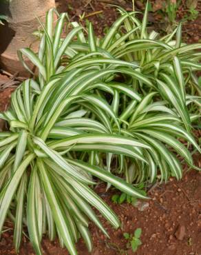 Fotografia 10 da espécie Chlorophytum comosum no Jardim Botânico UTAD