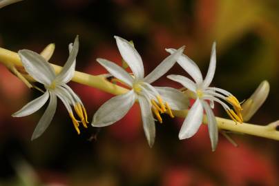 Fotografia da espécie Chlorophytum comosum